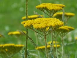 Attēlu rezultāti vaicājumam “Achillea salicifolia leaf”