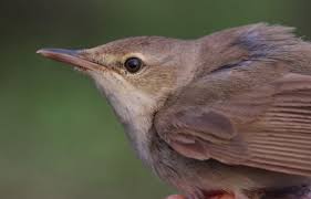 Attēlu rezultāti vaicājumam “Acrocephalus dumetorum”