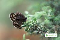 Attēlu rezultāti vaicājumam “Lopinga achine underside”