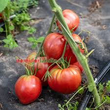 Afbeeldingsresultaat voor anna russian tomato