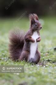 Attēlu rezultāti vaicājumam “Sciurus vulgaris”