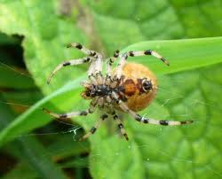 Attēlu rezultāti vaicājumam “Araneus quadratus”