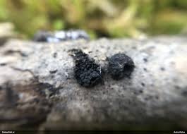 Attēlu rezultāti vaicājumam “Diderma ochraceum macro”