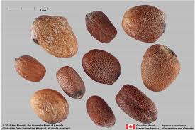 Image result for Raphanus sativus ssp. Oleiformes