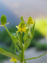 Attēlu rezultāti vaicājumam “Ranunculus sceleratus leaf”