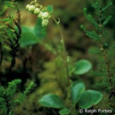 Attēlu rezultāti vaicājumam “Orthilia secunda leaf”