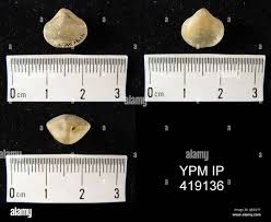 Attēlu rezultāti vaicājumam “Reticularia sp.”