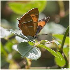 Attēlu rezultāti vaicājumam “Thecla betulae female”