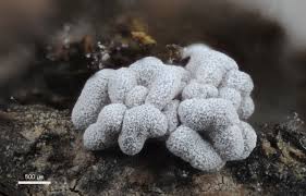 Attēlu rezultāti vaicājumam “Craterium leucocephalum var. scyphoides spores”