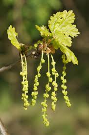 Attēlu rezultāti vaicājumam “Quercus robur male flower”