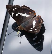 Attēlu rezultāti vaicājumam “Apatura iris male”