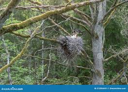 Attēlu rezultāti vaicājumam “Ciconia nigra nest”