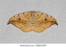 Attēlu rezultāti vaicājumam “Drepana falcataria”