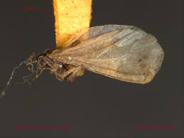 Attēlu rezultāti vaicājumam “Coniopterygidae”