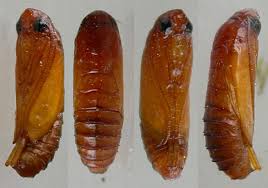 Attēlu rezultāti vaicājumam “Morophaga choragella”