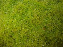 Attēlu rezultāti vaicājumam “Sphagnum fallax”