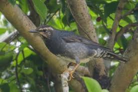 Image result for Zoothera sibirica