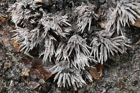 Attēlu rezultāti vaicājumam “Thelephora penicillata”