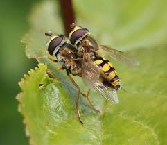 Attēlu rezultāti vaicājumam “Eupeodes nielseni”