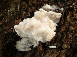 Attēlu rezultāti vaicājumam “Trametes suaveolens”