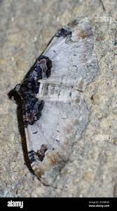 Attēlu rezultāti vaicājumam “Catarhoe cuculata”