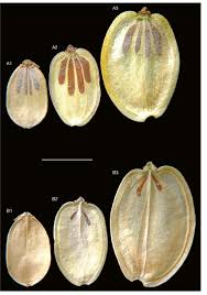 Attēlu rezultāti vaicājumam “Heracleum sosnowskyi fruit”