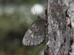 Attēlu rezultāti vaicājumam “Oeneis jutta”