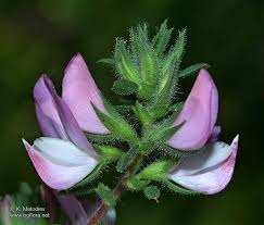 Attēlu rezultāti vaicājumam “Ononis arvensis”