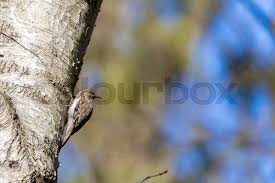 Attēlu rezultāti vaicājumam “Certhia familiaris”