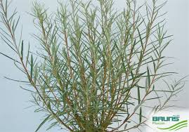 Attēlu rezultāti vaicājumam “Salix repens subsp. rosmarinifolia flower”