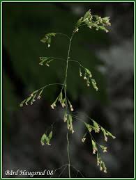 Attēlu rezultāti vaicājumam “Poa remota”