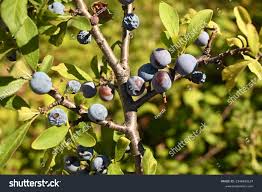 Attēlu rezultāti vaicājumam “Prunus spinosa fruit”