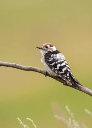 Attēlu rezultāti vaicājumam “Dendrocopos minor male”