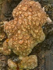 Attēlu rezultāti vaicājumam “Asterodon ferruginosus”