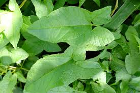 Attēlu rezultāti vaicājumam “Calystegia sepium leaf”