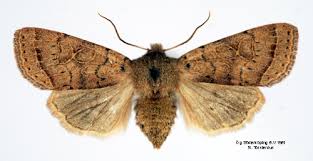 Attēlu rezultāti vaicājumam “Orthosia cerasi”