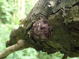 Attēlu rezultāti vaicājumam “Reticularia lycoperdon spores”