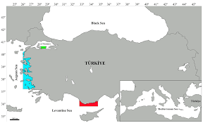 Image result for Mustelus palumbes