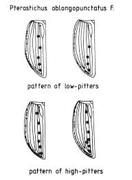 Attēlu rezultāti vaicājumam “Pterostichus oblongopunctatus”