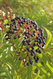 Attēlu rezultāti vaicājumam “Sambucus nigra fruit”