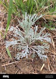 Image result for Artemisia caudata