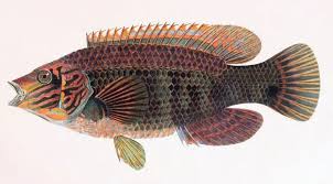 Image result for Symphodus melops