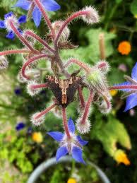 Attēlu rezultāti vaicājumam “Dypterygia scabriuscula”