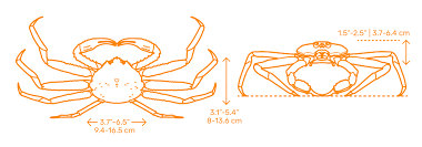 Image result for Chionoecetes opilio