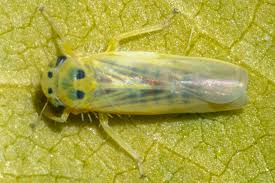 Attēlu rezultāti vaicājumam “Macrosteles sp. nymph”