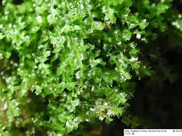 Attēlu rezultāti vaicājumam “Leiocolea collaris”