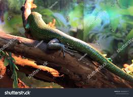 Risultati immagini per dasia smaragdina