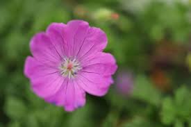Attēlu rezultāti vaicājumam “Geranium sanguineum”