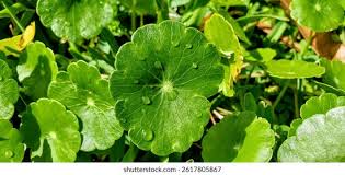 Attēlu rezultāti vaicājumam “Hydrocotyle vulgaris leaf”