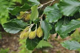 Attēlu rezultāti vaicājumam “Fagus sylvatica fruit”